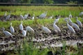 A group of egrets are standing in the paddy field Royalty Free Stock Photo