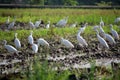 A group of egrets are standing in the paddy field Royalty Free Stock Photo