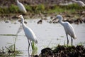 A group of egrets or herons are standing in the paddy field Royalty Free Stock Photo