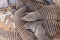 Group of Egyptian mongoose Herpestes ichneumon, also known as ichneumon, grouped together top view Royalty Free Stock Photo