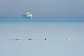 Group of Eiders at sea with a passenger ferry Royalty Free Stock Photo