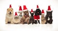 Group of eight adorable santa cats and dogs with costumes