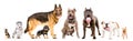 Group of eight cute dogs Royalty Free Stock Photo