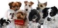 Group of dogs congratulate on birthday Royalty Free Stock Photo