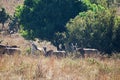 A GROUP OF ELAND ANTELOPE GATHERING UNDER TREES Royalty Free Stock Photo