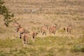 Group of eland antelopes walking in the vast golden field. Royalty Free Stock Photo