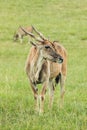 Group of Eland eating grass Royalty Free Stock Photo