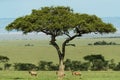 Group of eland in savannah Royalty Free Stock Photo