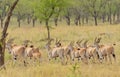 Group of Eland Royalty Free Stock Photo