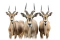Group of an eland on white background., Wildlife Animals Royalty Free Stock Photo