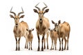 Group of an eland on white background., Wildlife Animals Royalty Free Stock Photo