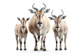 Group of an eland on white background., Wildlife Animals Royalty Free Stock Photo