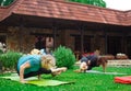 A group of elderly women doing yoga on a green lawn. active longevity