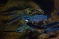 Electric blue fish swim alongside crustaceans in dark aquarium