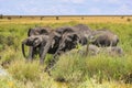 Elephants at small watering hole Royalty Free Stock Photo