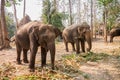 Group of elephant