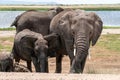 group of elephant families go to the water's edge for a drink - African elephants standing near lake in Etosha Royalty Free Stock Photo