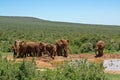 Group of elephant near watering-place in savanna