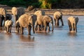 Group elephant in river. National park of Kenya