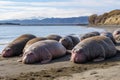 a group of elephant seals sunbathing on the beach