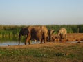 Group of elephants Addo elephant national park of South Africa Royalty Free Stock Photo