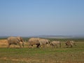 Group of elephants Addo elephant national park of South Africa Royalty Free Stock Photo