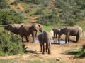 Group of elephants Addo elephant national park of South Africa Royalty Free Stock Photo