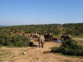 Group of elephants Addo elephant national park of South Africa