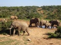 Group of elephants Addo elephant national park of South Africa Royalty Free Stock Photo