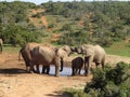 Group of elephants Addo elephant national park of South Africa Royalty Free Stock Photo