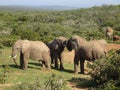 Group of elephants Addo elephant national park of South Africa