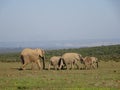 Group of elephants Addo elephant national park of South Africa