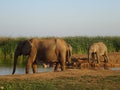 Group of elephants Addo elephant national park of South Africa