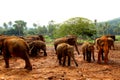 Elephant orphanage at Pinnawala Group of Elephants Royalty Free Stock Photo
