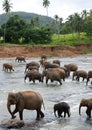 Group elephants bathing