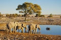 Group of elephants drinking Royalty Free Stock Photo