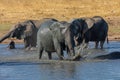 A group of elephants enjoy a mud bath.