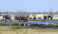 Group of elephants, Etosha National Park, Namibia Royalty Free Stock Photo