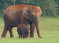 Elephants in Periyar National Park