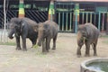 The group of elephants in the Malang zoo, East Java. Malang secret stone Part 1