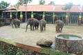 The group of elephants in the Malang zoo, East Java. Malang secret stone Part 3