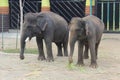 The group of elephants in the Malang zoo, East Java. Malang secret stone Part 2