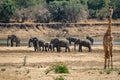 Group of elephants near river with blurred giraffe