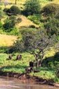 Group of elephants near river. Tarangire, Tanzania