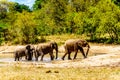 Group of Elephants at Olifantdrinkgat, a watering hole near Skukuza Rest Camp, in Kruger National Park