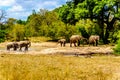 Group of Elephants at Olifantdrinkgat, a watering hole near Skukuza Rest Camp, in Kruger National Park