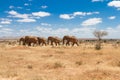 Group of elephants in the Savana, Tsavo National Park, Kenya Royalty Free Stock Photo