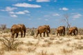 Group of elephants in the Savana, Tsavo National Park, Kenya Royalty Free Stock Photo