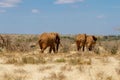 Group of elephants in the Savana, Tsavo National Park, Kenya Royalty Free Stock Photo