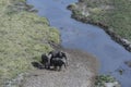 Group of elephants standing on river bed